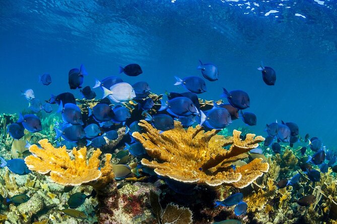 Half Day Guided Snorkeling Adventure Tour from Cancun - Should You Book This Puerto Morelos Snorkeling Trip?