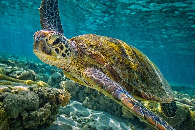 Half-Day Puerto Morelos Snorkeling Experience with Lunch - The boat ride and reef session
