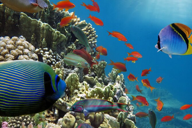Half-Day Puerto Morelos Snorkeling Experience with Lunch - How the seven-hour schedule really works
