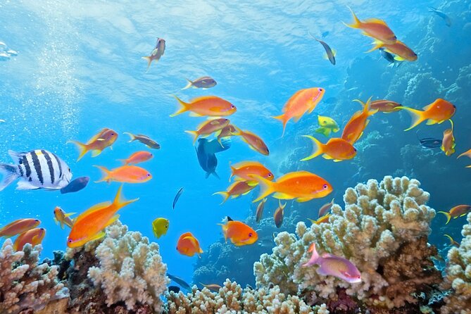 Half-Day Puerto Morelos Snorkeling Experience with Lunch - Who will get the most from this trip