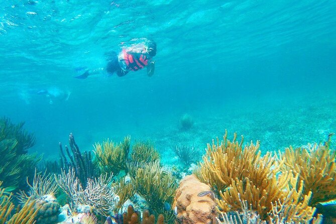 Half-Day Puerto Morelos Snorkeling Experience with Lunch - Is $49 a good value?
