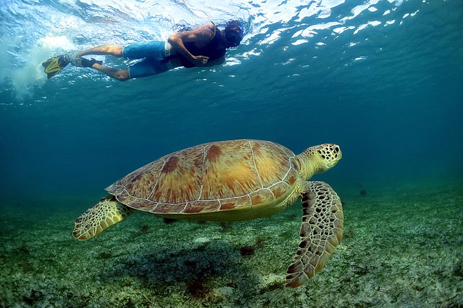 Half-Day Underwater World Tour - From a Cancun hotel to two very different waters