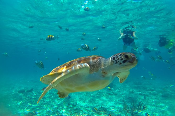 Half-Day Underwater World Tour - Akumal brings the sea turtle encounter