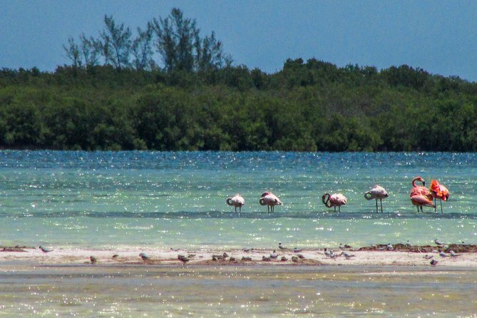 Holbox Island Tour departure from Cancun - Why Holbox makes a good day trip from Cancun