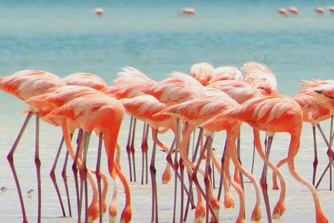 Holbox plus Island Magic by boat Tour from Cancun - Who will enjoy this tour most