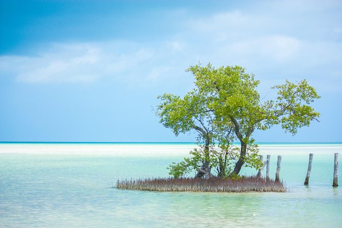 Holbox tour from Cancun and Riviera Maya - Isla Pasion and the bird-filled coast