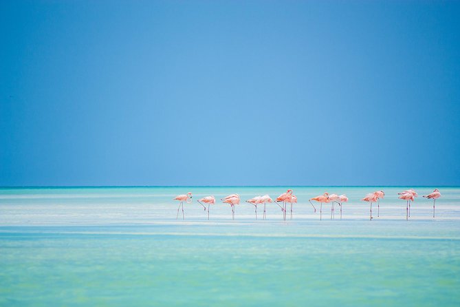 Holbox tour from Cancun and Riviera Maya - The golf-cart promise and the main risk