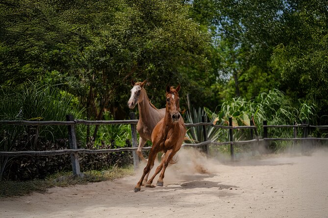 Horseback Riding and Cenote Swim from Cancun or Playa del Carmen - Learning the forest one tree at a time