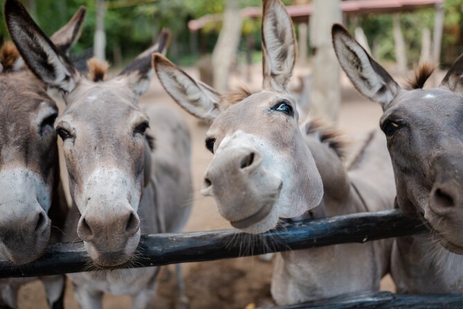 Horseback Riding and Cenote Swim from Cancun or Playa del Carmen - Drinks, snacks, and the return to the ranch