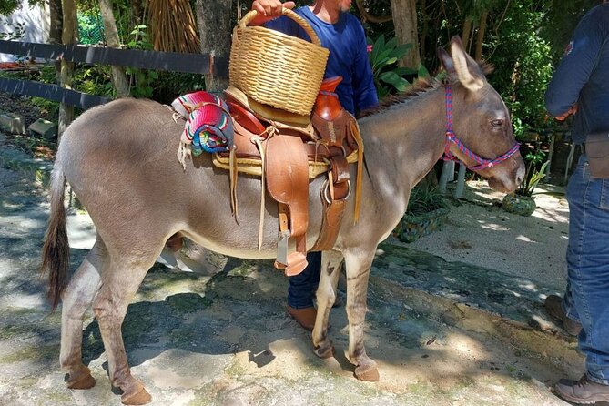 Horseback Riding Tour at Rancho Bonanza and Cenote Swim - Cooling off in a clear cenote