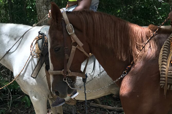 Horseback riding with ATV, zip lines and cenote, lunch and transfer - Guides, safety, and the feel of the day