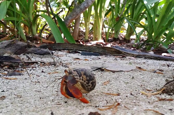 Isla Contoy and Isla Mujeres Tour with Snorkeling from Cancun - Isla Mujeres: One Hour of Shops and City Energy