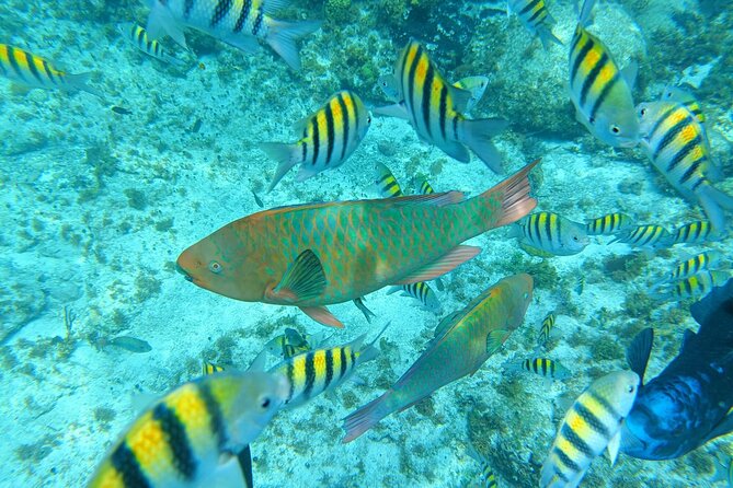 Isla Mujeres Basic Tour in Catamaran with Snorkel and Open Bar - Snorkeling at Arrecife El Meco