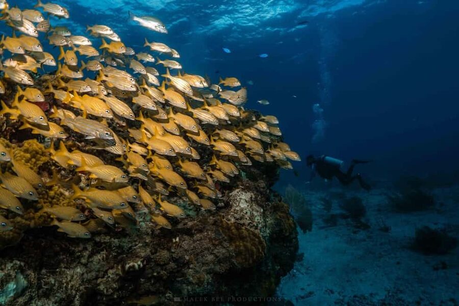 Isla Mujeres - MUSA and the Manchones Reef - Snorkel - Manchones Reef is the better snorkel for many people