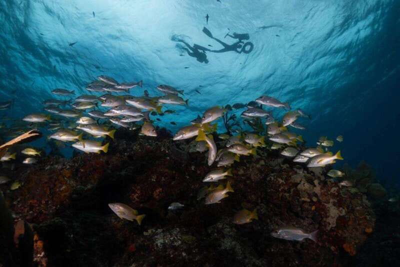Isla Mujeres: Snorkel Tour at Musa and Manchones Reef - Why MUSA is the main reason to go