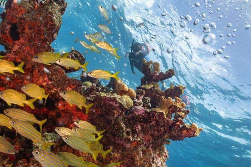 Isla Mujeres: Snorkel Tour at Musa and Manchones Reef - Beginners get real support, but comfort still matters