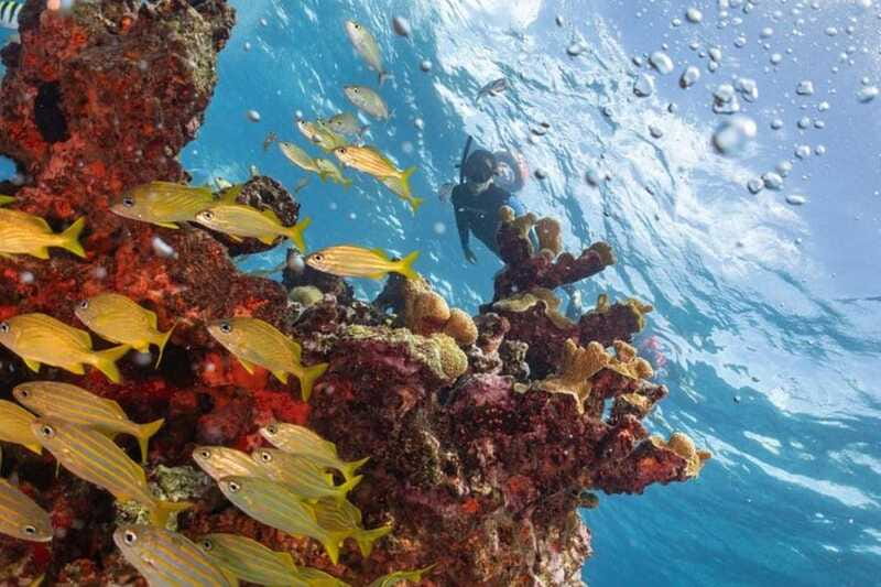 Isla Mujeres: Snorkel Tour at Musa and Manchones Reef - What the $50 price really includes