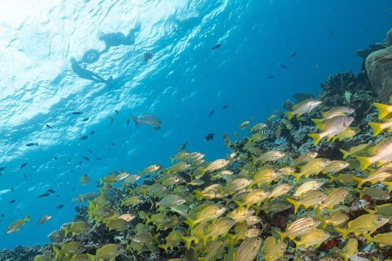Isla Mujeres: Snorkel Tour at Musa and Manchones Reef - Who should book this Isla Mujeres snorkel trip