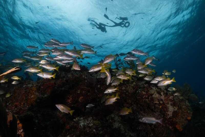 Isla Mujeres: Snorkel Tour at Musa and Manchones Reef - FAQ