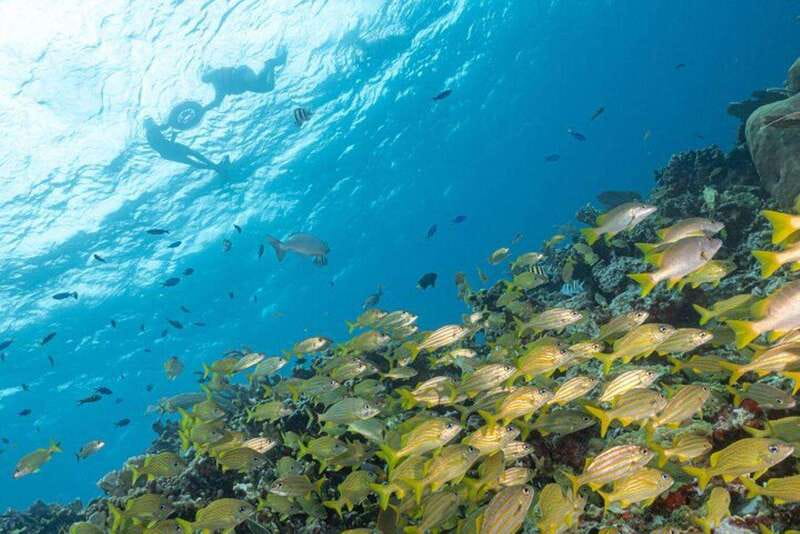 Isla Mujeres: Snorkel Tour at Musa and Manchones Reef - A four-hour schedule with enough time in the water