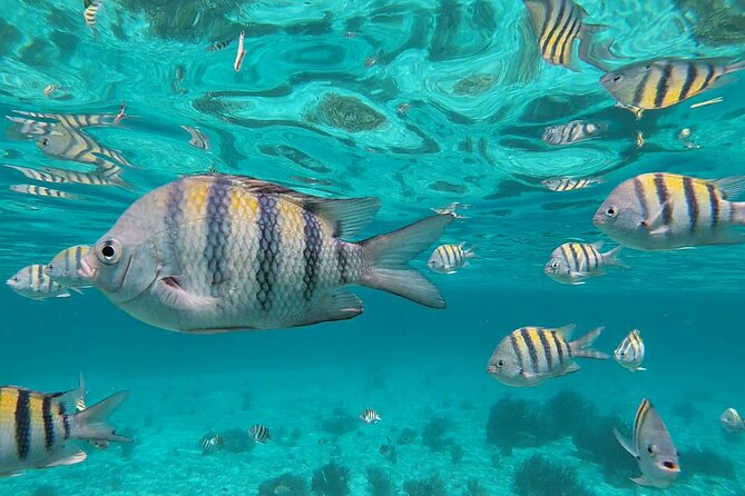 Isla Mujeres Snorkeling Adventure at the Underwater Museum - MUSA and the reefs around Isla Mujeres