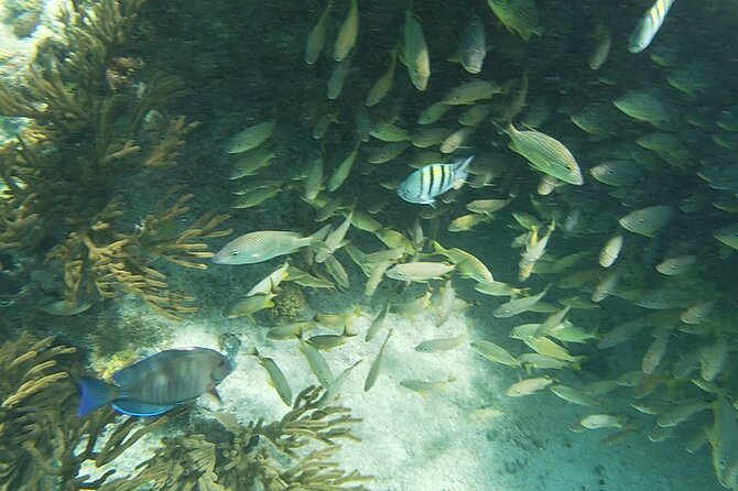 Isla Mujeres Snorkeling Adventure at the Underwater Museum - Lunch at Playa Tiburon