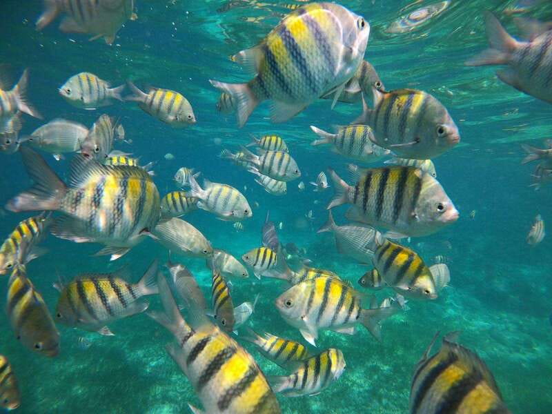 Isla Mujeres: Snorkeling Adventure at the Underwater Museum - Is $57 a fair price?