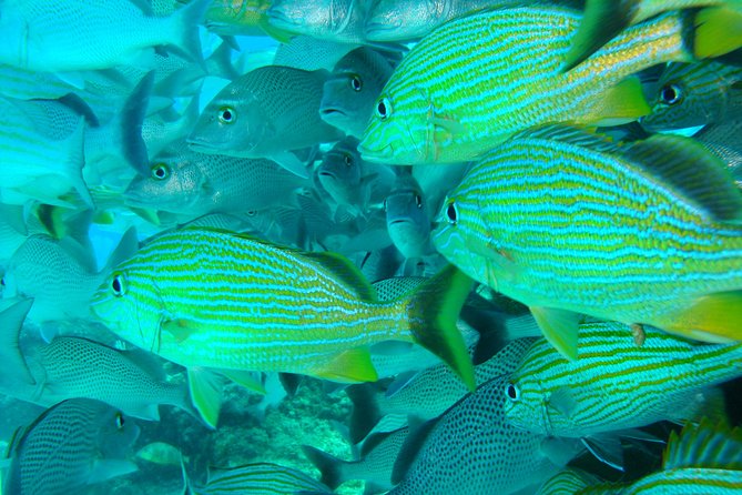 Isla Mujeres Snorkeling Tour - Fish and reef life to watch for