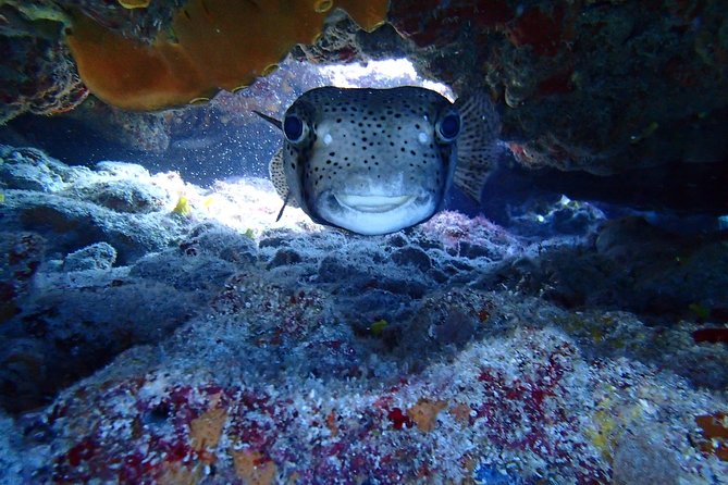 Isla Mujeres Snorkeling Tour - Why a group of eight is a useful limit