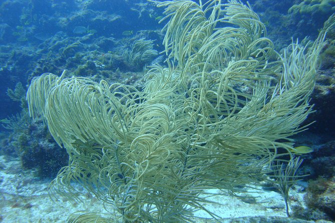 Isla Mujeres Snorkeling Tour - The guide and crew can make or break a short tour