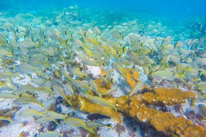 Isla Mujeres Snorkeling Tour Adventure - Is $58.74 a fair price?