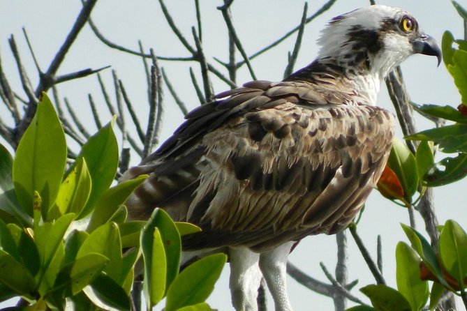 Kayak adventure through Laguna Nichupté in Cancun - The bird tree and the lagoon’s wildlife