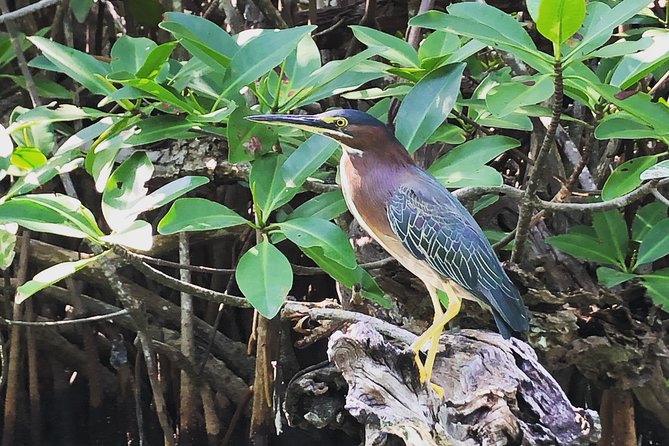 Kayak adventure through Laguna Nichupté in Cancun - Mangrove tunnels and the reef connection