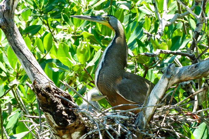 Kayak adventure through Laguna Nichupté in Cancun - Timing, weather, and practical planning