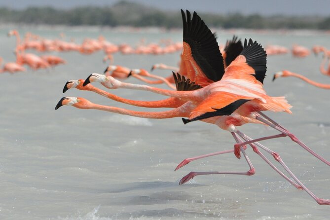 Las Coloradas and Rio Lagartos Tour with All Inclusive - Transportation is the biggest trade-off