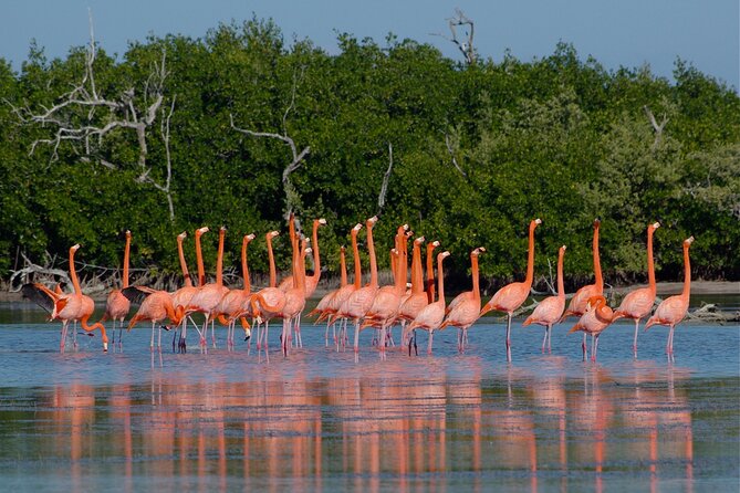 Las Coloradas and Rio Lagartos Tour with All Inclusive - Is $115 a fair price from Cancun?