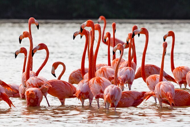 Las Coloradas Pink Lake & Rio Lagartos Guided Tour - Who should book this outing?