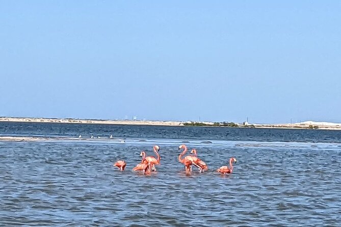 Las Coloradas Tour! Boat Ride, Lunch & Rio Lagartos from Cancun - The Mayan mud bath on the beach
