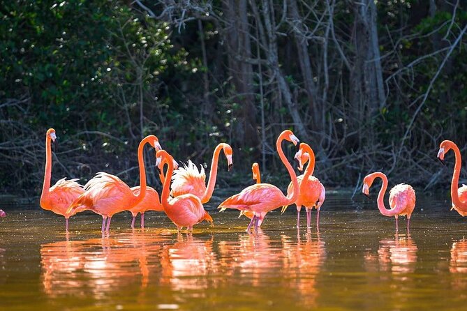 Las Coloradas Tour to Pink Lakes and Wildlife Wonders - A two-hour boat ride through Rio Lagartos