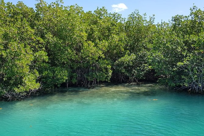 Mangrove and Lagoon Speed Boat Tour - Finding Jungle Tour Barracuda