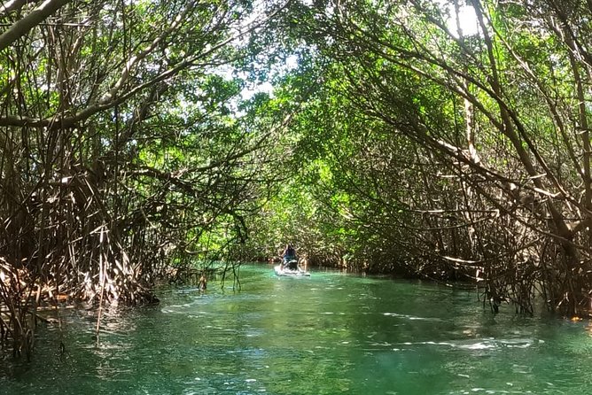 Mangrove and Lagoon Speed Boat Tour - The real cost: the dock fee matters