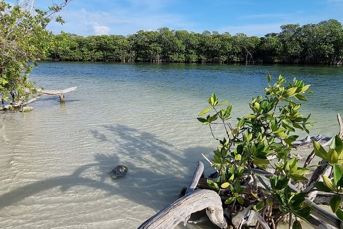 Mangrove and Lagoon Speed Boat Tour - Who will enjoy this most