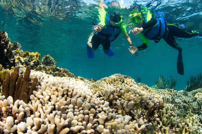 Mangrove Jungle Speedboat Experience - What the $49 price really includes