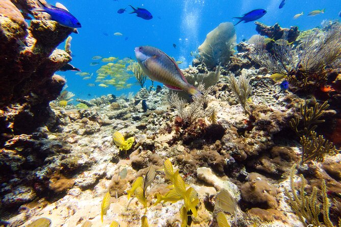 MUSA Museum and Colorful Reef 2 Tank Dive-Certified Divers - What the small-group format means underwater