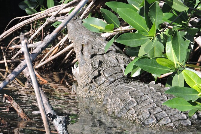 Nichupte Lagoon Wildlife Tour - Following mangrove channels instead of open water