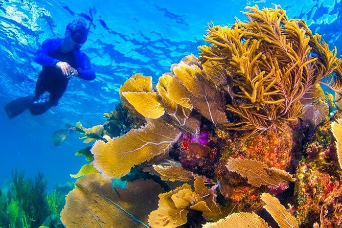 Nizuc Reef Snorkel Experience - Cruising through Nichupte Lagoon and mangroves