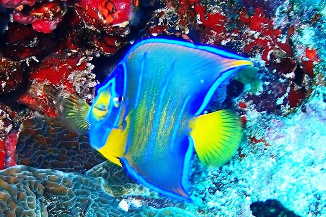 Open Water Certification Course-PADI - Learning scuba in Isla Mujeres, one step at a time