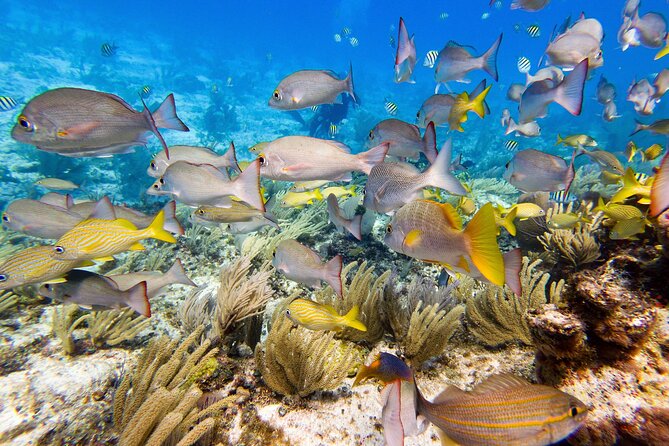 Open Water Certification Course-PADI - Day two: the first two boat descents