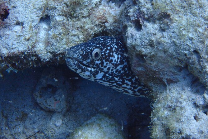 Open Water Certification Course-PADI - Day three: the Marine National Park and graduation