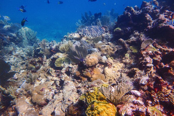 Open Water Certification Course-PADI - What you may see underwater